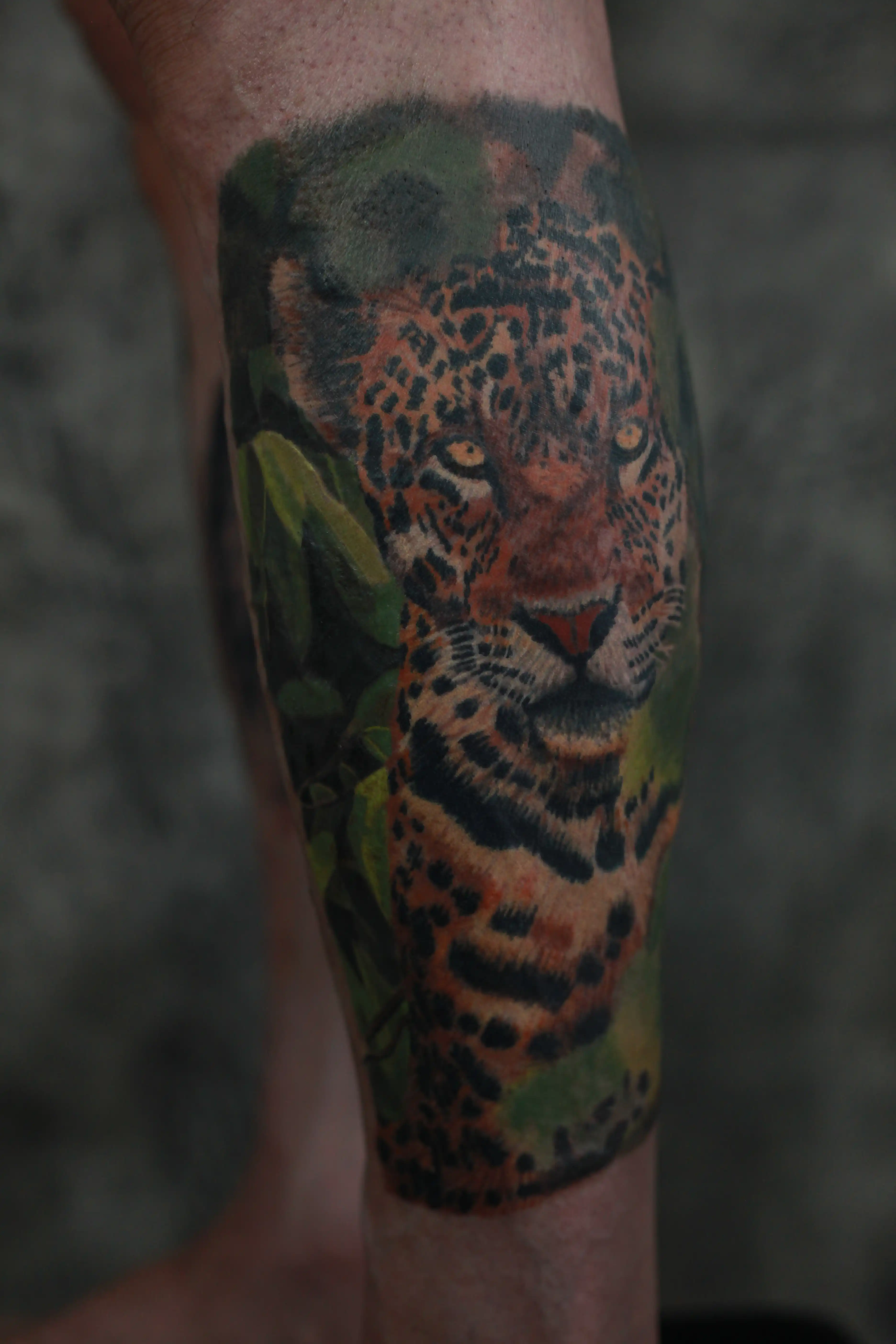 Leopard (zarasla - healed) - detalj tetovaže 2